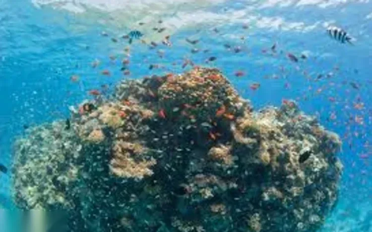 Close-up underwater view of a large coral head surrounded by small orange and yellow reef fish.