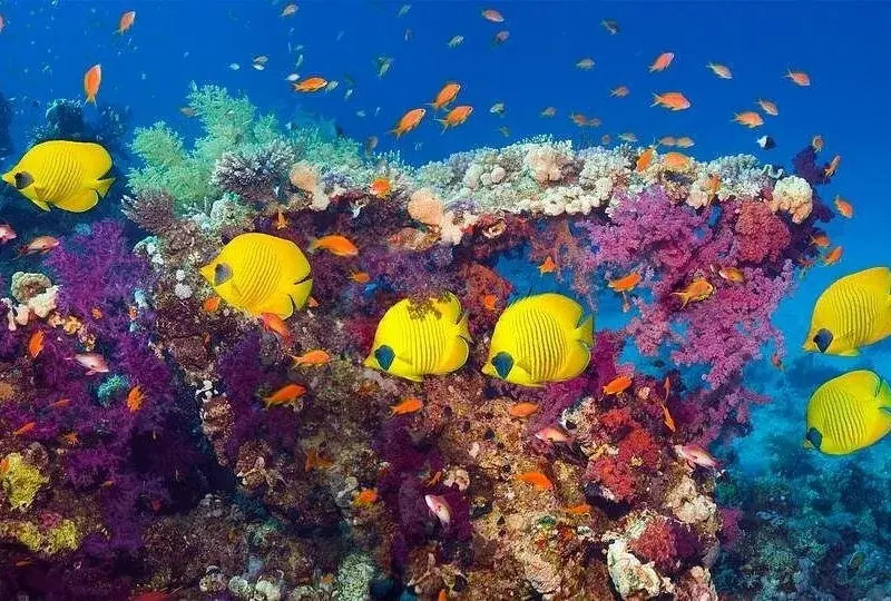 Aventure de Plongée en Mer Rouge photo 4