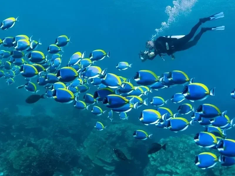 A large school of blue and yellow powder-blue surgeonfish swims past a scuba diver over the reef.