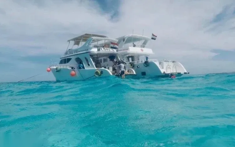 Samadai Dolphin Reef Snorkeling Trip