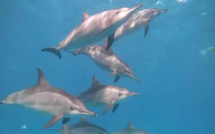 Excursion Snorkeling au Récif aux Dauphins de Samadai photo 2