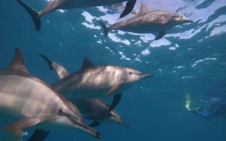 Excursion Snorkeling au Récif aux Dauphins de Samadai photo 3