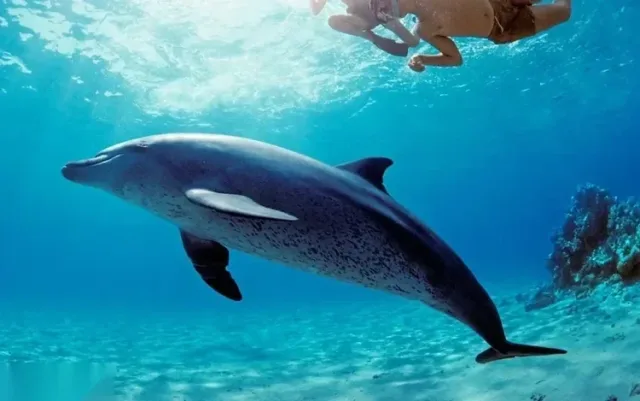 Sataya Dolphin House Snorkeling Cruise — Marsa Alam, rated 4.9 on TripAdvisor