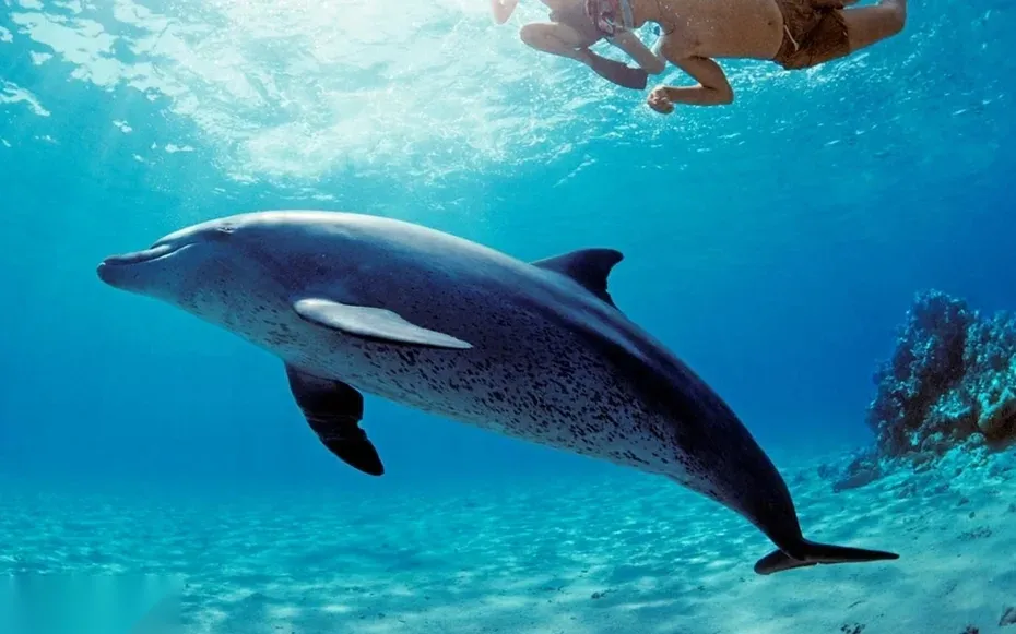 Sataya Dolphin House Snorkeling Cruise