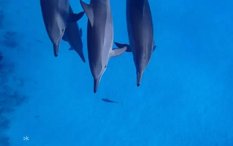 Croisière Snorkeling Sataya Dolphin House photo 4