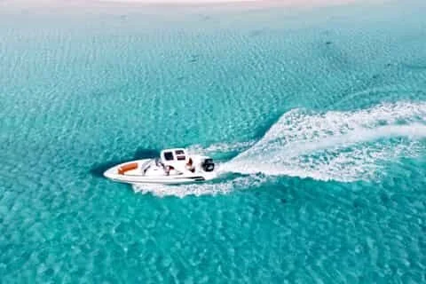 مشاهدة الدلافين