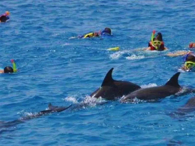 Swim with Dolphins