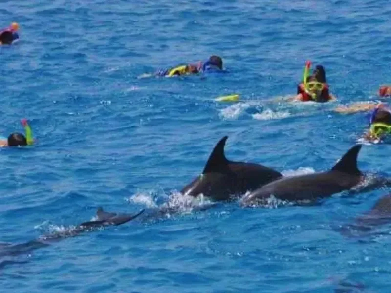 Nage avec les dauphins