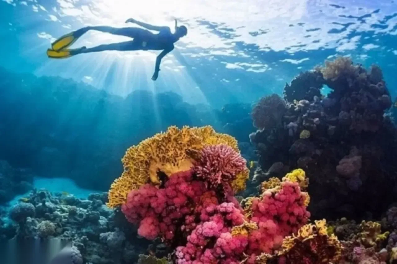Underwater silhouette of a snorkeler swimming above vivid pink and yellow soft coral with sunbeams overhead