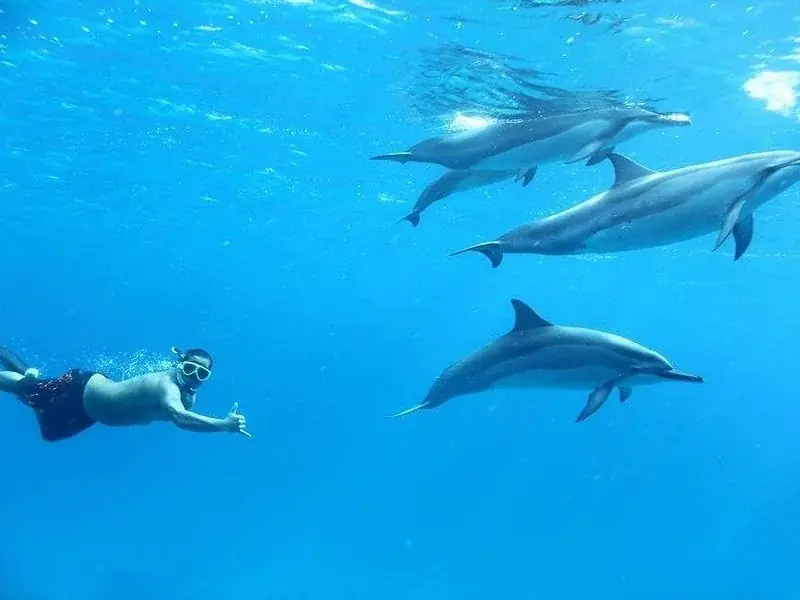 VIP Dolphin House Bootstour photo 3