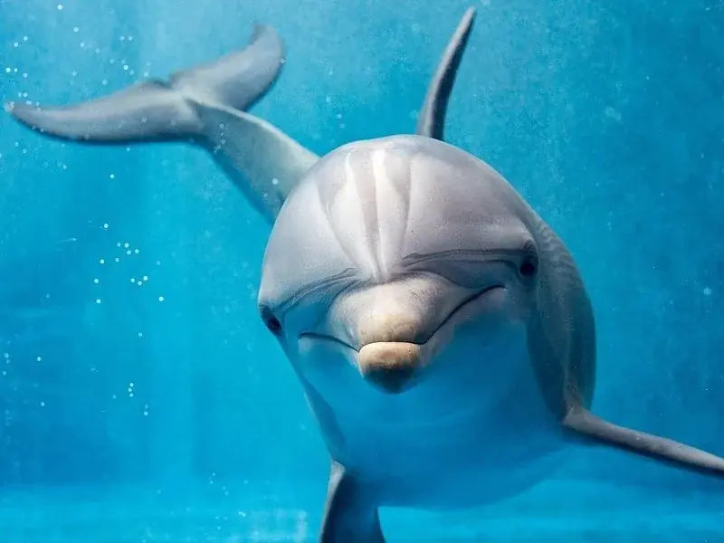 VIP Dolphin House Bootstour photo 4