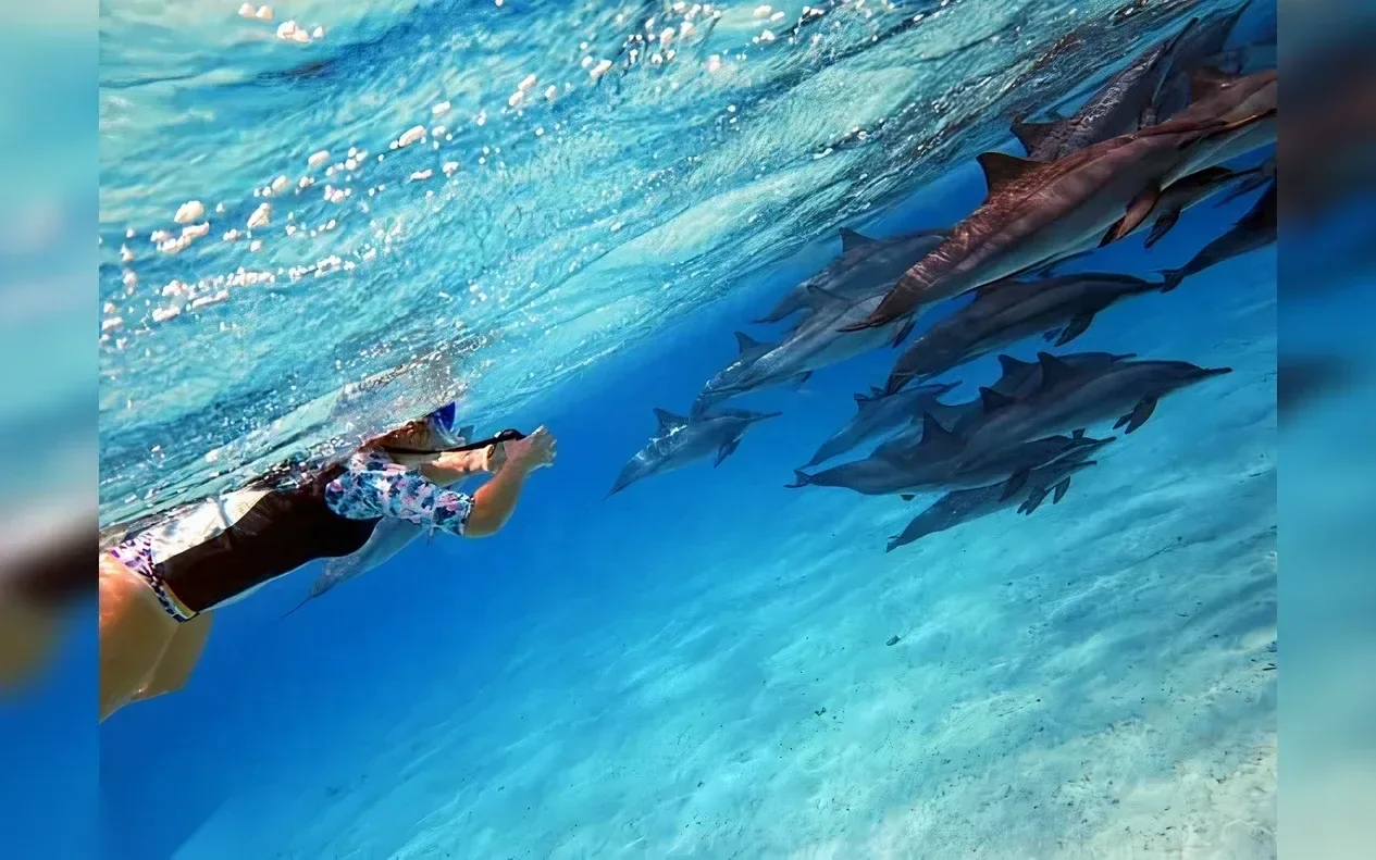 Underwater view of a snorkeler in a floral swim top reaching toward a pod of spinner dolphins swimming just ahead in clear blue water