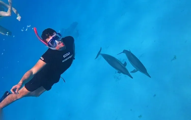 Underwater shot of a snorkeler in a black wetsuit and mask floating near two dolphins swimming in blue water