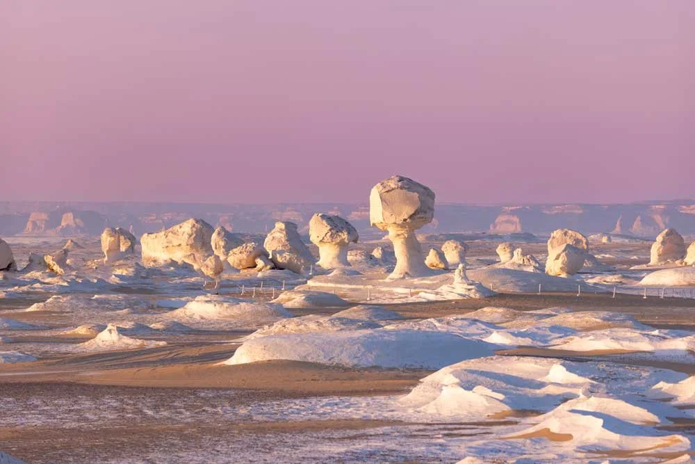 Pale chalk-rock mushroom formations scattered across the White Desert at dusk under a pink sky