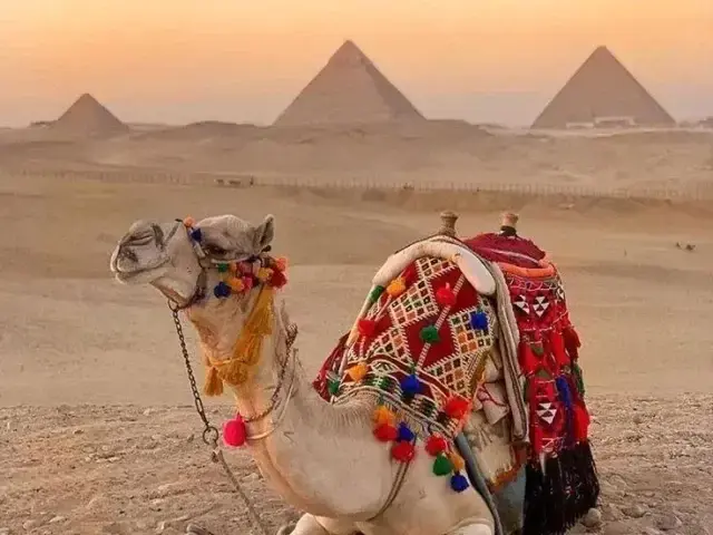 Camel ride at the Pyramids of Giza